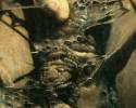 <b>Название: </b>, <b>Добавил:<b> razorbrass<br>Размеры: 293x600, 40.8 Кб